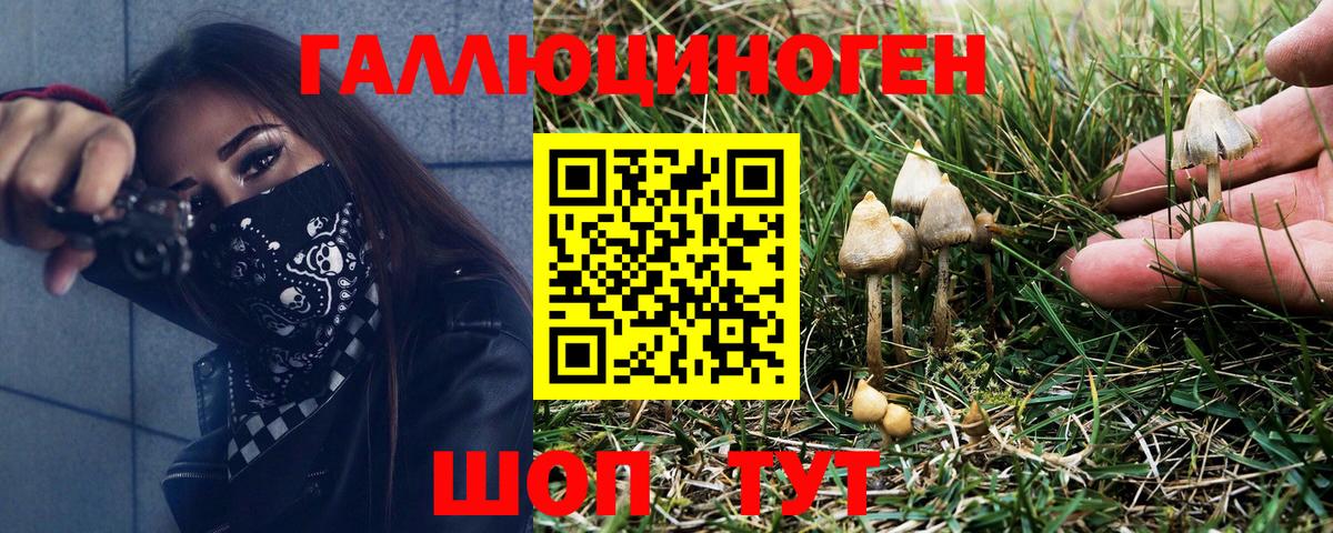 Галлюциногенные грибы Psilocybine cubensis  Родники 